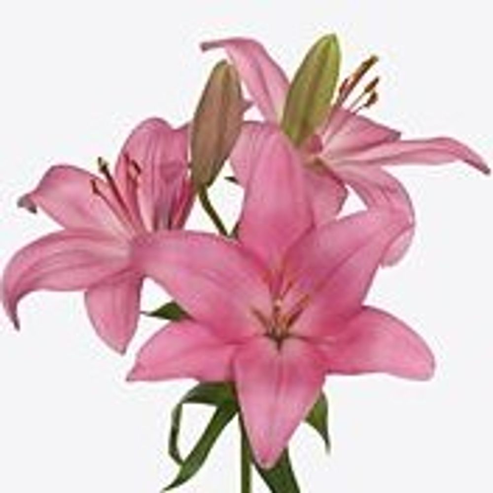 Lilie asiatisch rosa Arriba 4+Blüte 80cm
