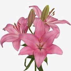 Lilie asiatisch rosa Arriba 4+Blüte 80cm