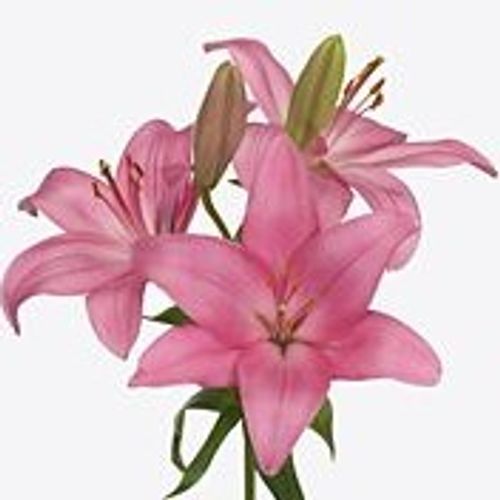 Lilie asiatisch rosa Arriba 4+Blüte 80cm