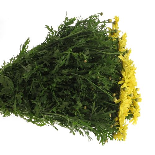 Margerite gelb klein 40cm