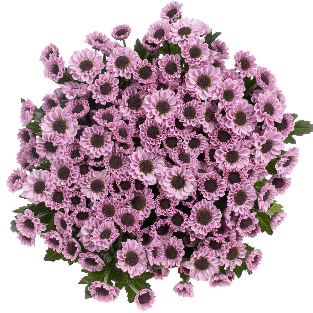 Santini rosa Yin Yang 55cm 1000 Gramm