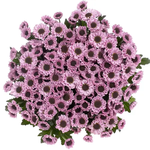 Santini rosa Yin Yang 55cm 1000 Gramm