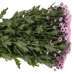 Santini rosa Yin Yang 55cm 1000 Gramm