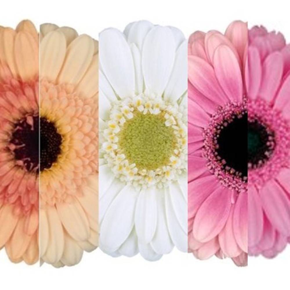 Germini 3x20 Weihn.Sorte apr Auge+Rosa Auge/weissGH