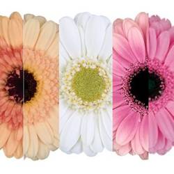 Germini 3x20 Weihn.Sorte apr Auge+Rosa Auge/weissGH