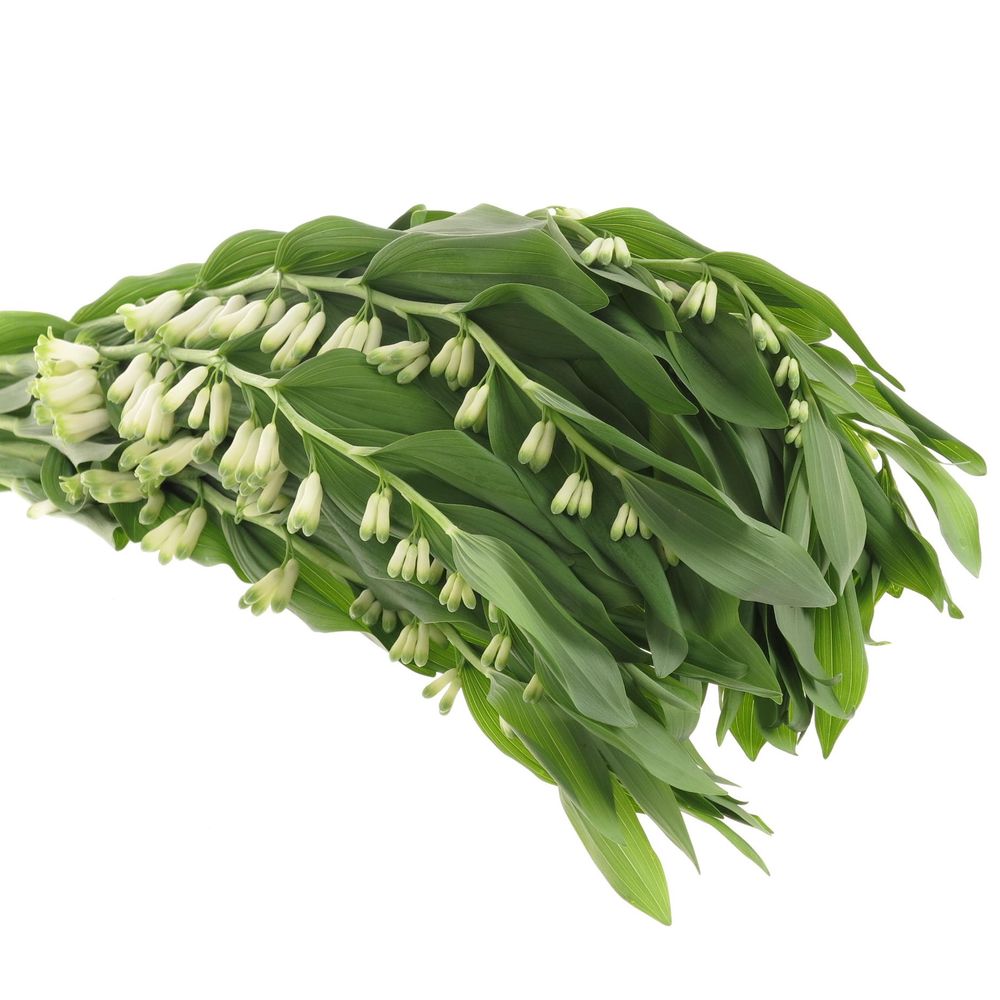 Polygonatum weiss 60cm