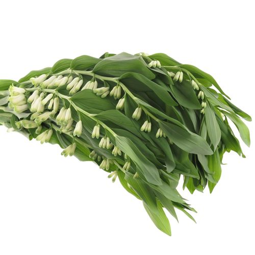 Polygonatum weiss 60cm