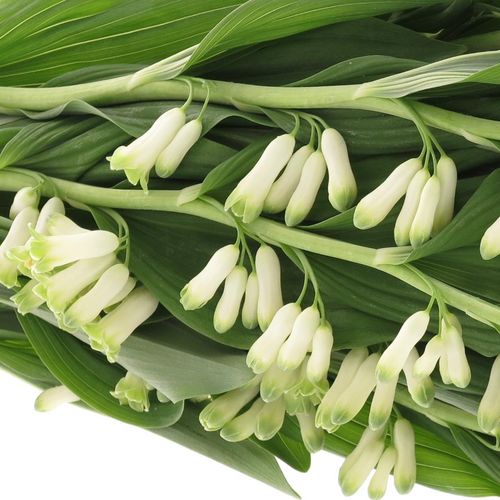 Polygonatum weiss 60cm