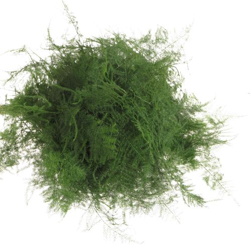 Plumoses dunkel grün 45cm