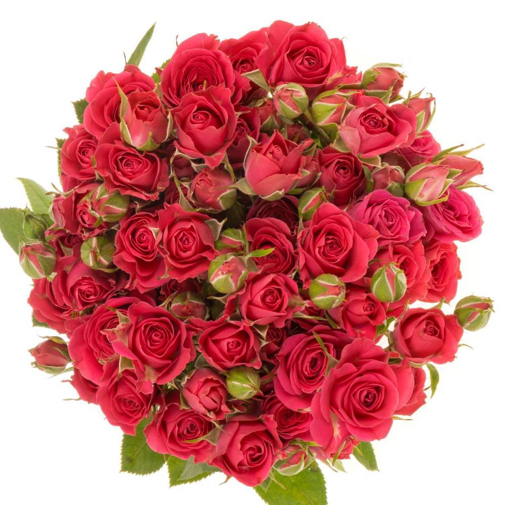 Rose verzweigt fuchsia Sylvana 4+Blüte 50cm