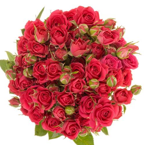Rose verzweigt fuchsia Sylvana 4+Blüte 50cm