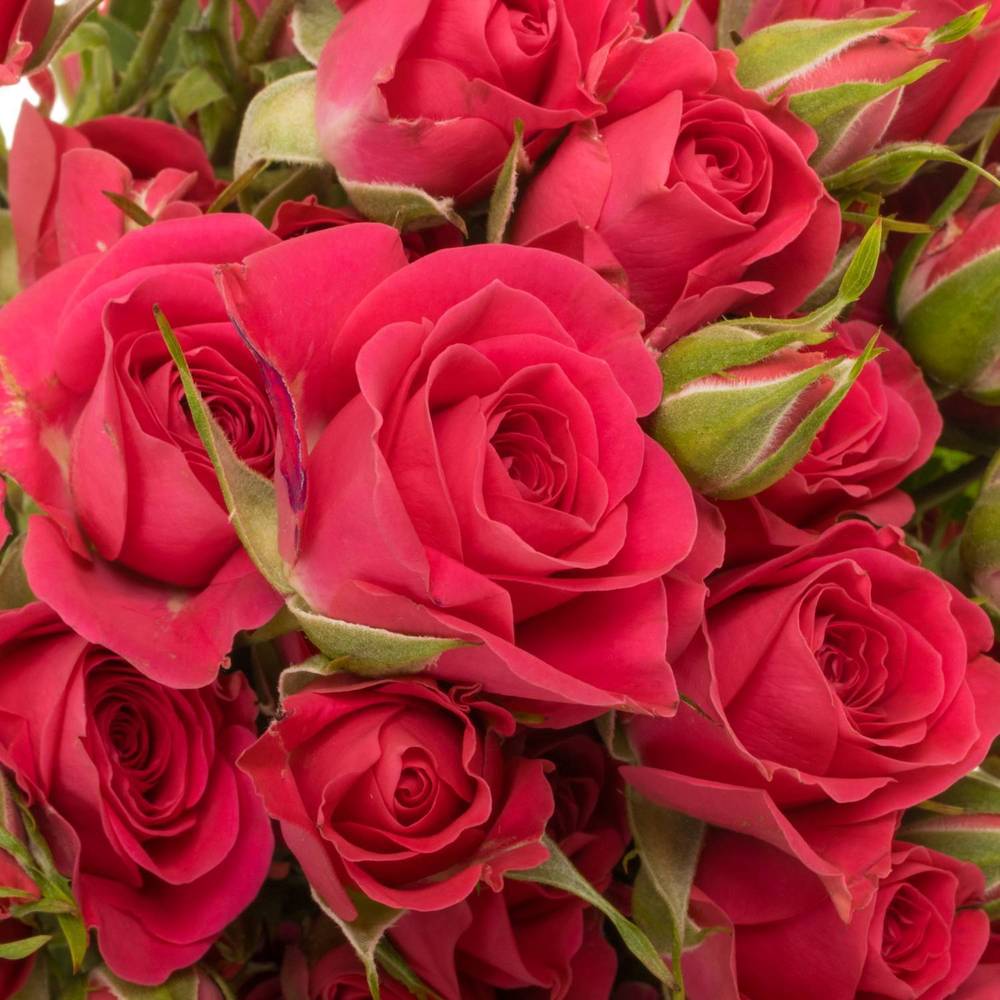 Rose verzweigt fuchsia Sylvana 4+Blüte 50cm