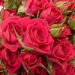 Rose verzweigt fuchsia Sylvana 4+Blüte 50cm