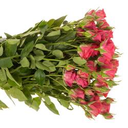 Rose verzweigt fuchsia Sylvana 4+Blüte 50cm