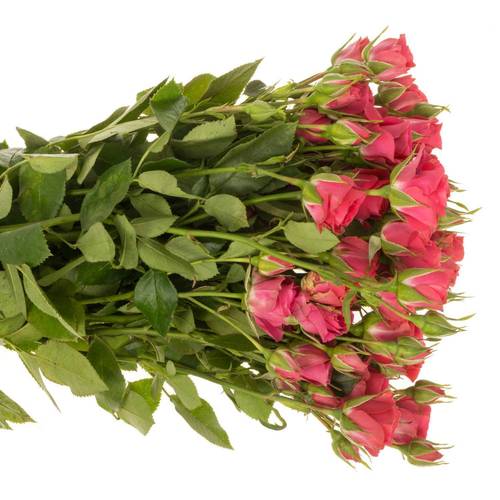Rose verzweigt fuchsia Sylvana 4+Blüte 50cm