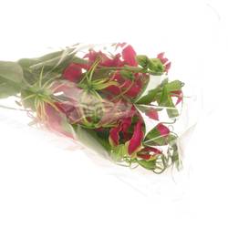 Gloriosa rot/grun60cm