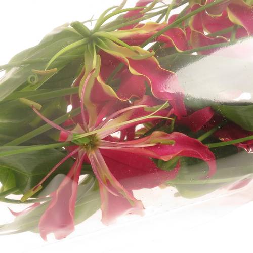 Gloriosa rot/grun60cm