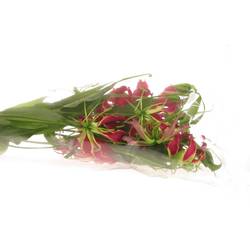 Gloriosa rot/grun60cm