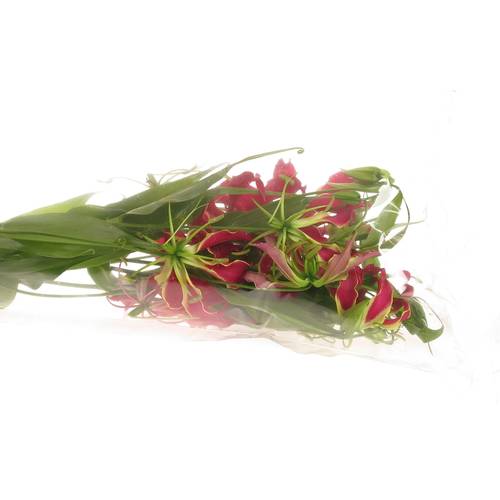 Gloriosa rot/grun60cm