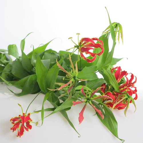 Gloriosa rot/grun60cm