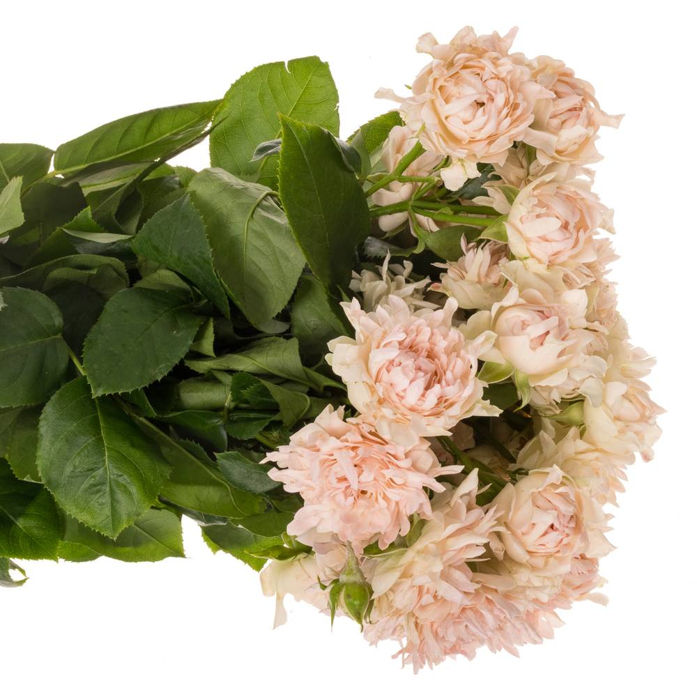 Rose verzweigt rosa La Vie 4+Blüte 50cm