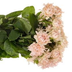 Rose verzweigt rosa La Vie 4+Blüte 50cm