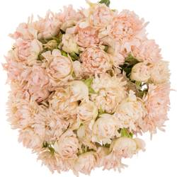 Rose verzweigt rosa La Vie 4+Blüte 50cm