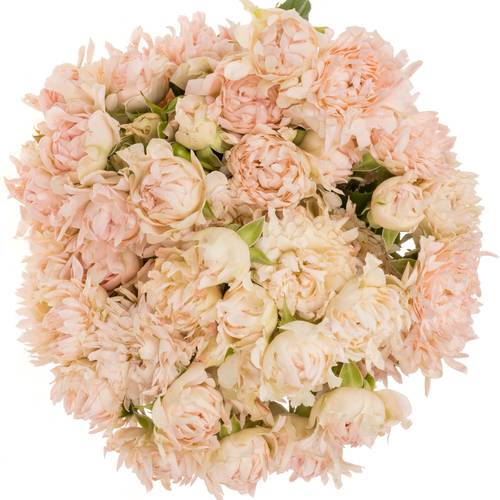 Rose verzweigt rosa La Vie 4+Blüte 50cm