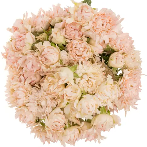 Rose verzweigt rosa La Vie 4+Blüte 50cm