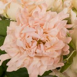 Rose verzweigt rosa La Vie 4+Blüte 50cm