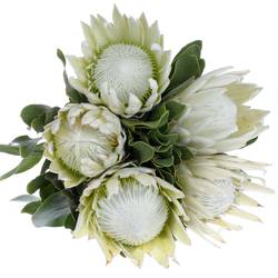 Protea weiss Arctic Ice 50cm 