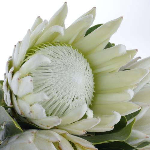 Protea weiss Arctic Ice 50cm 