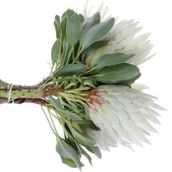 Protea weiss Arctic Ice 50cm 