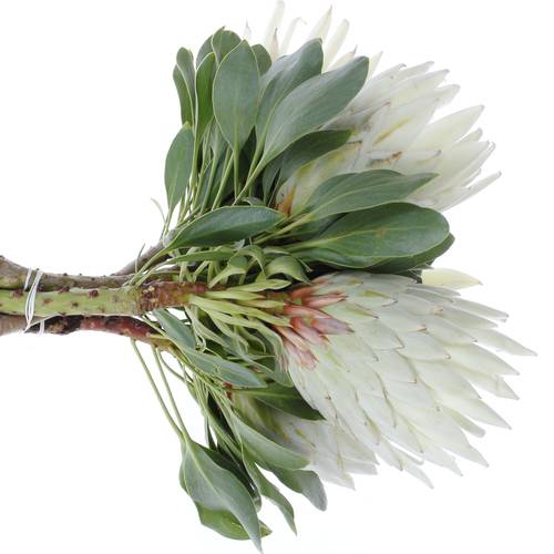 Protea weiss Arctic Ice 50cm 