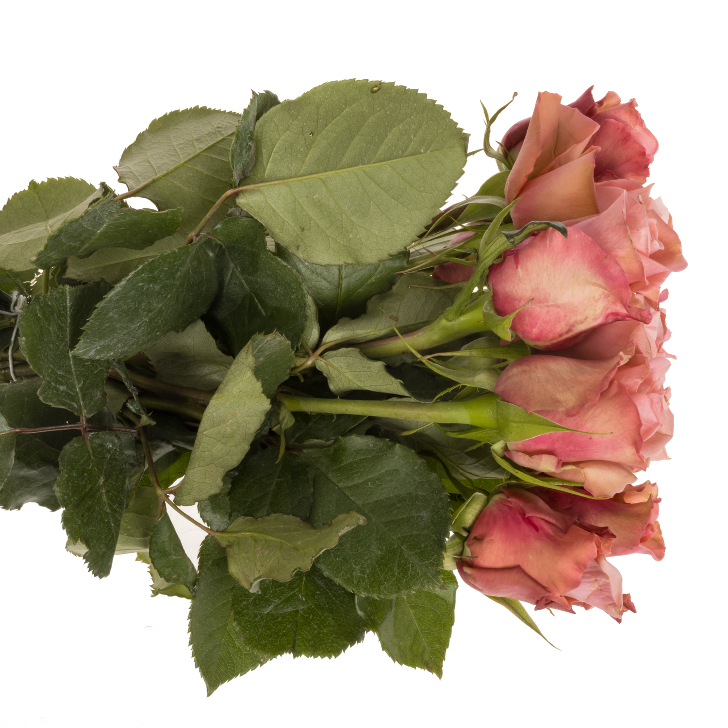 Rose lachs Maureen 40cm