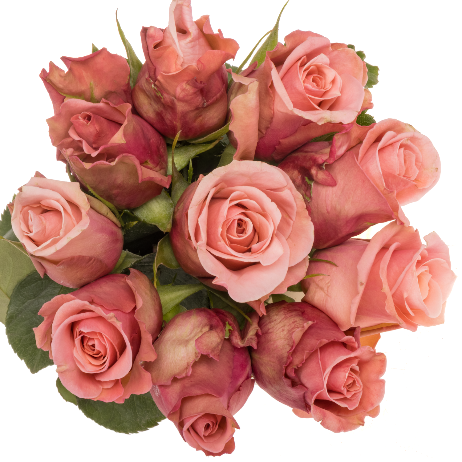 Rose lachs Maureen 40cm