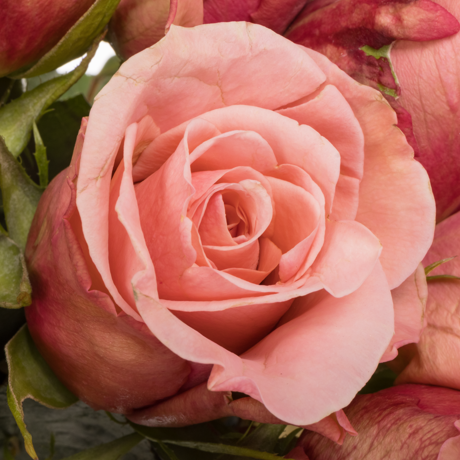 Rose lachs Maureen 40cm