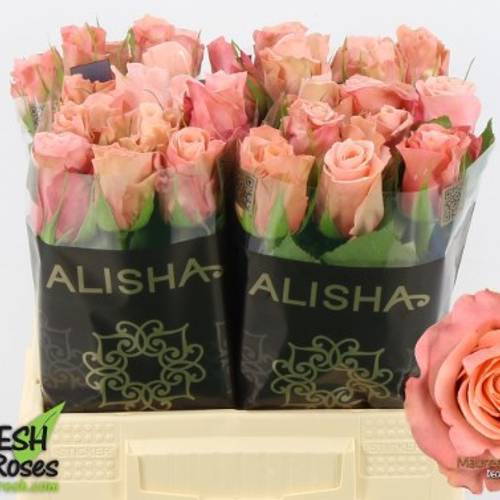 Rose aprico Maureen 40cm