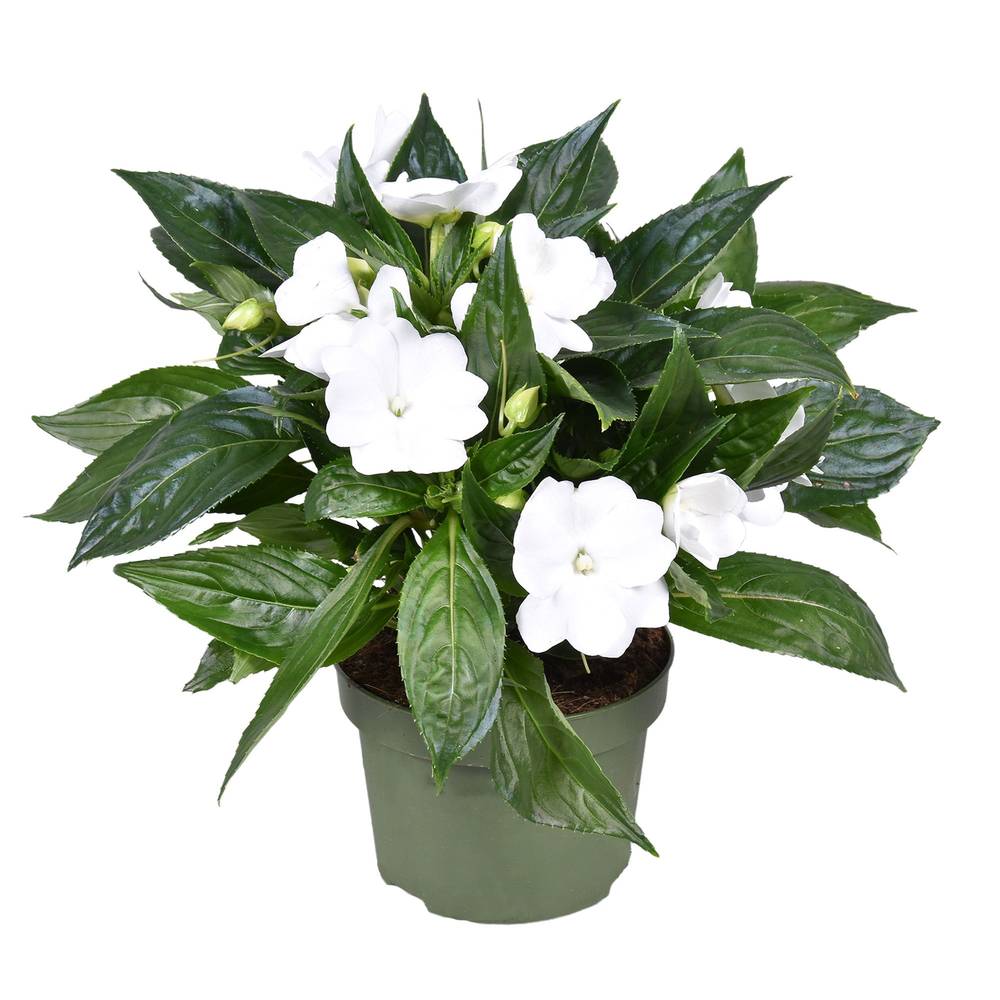 Impatiens Neu Guinea weiss T13 H025