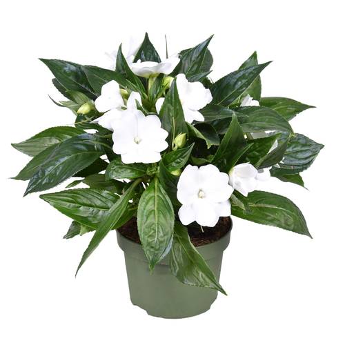 Impatiens Neu Guinea weiss T13 H025