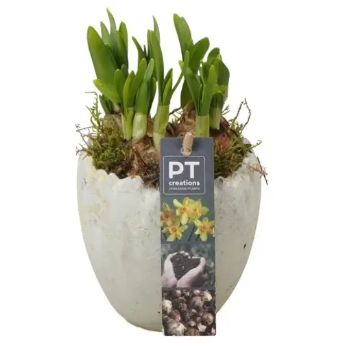 Narzis.Arr PTNP4472 Ostern T11 H017