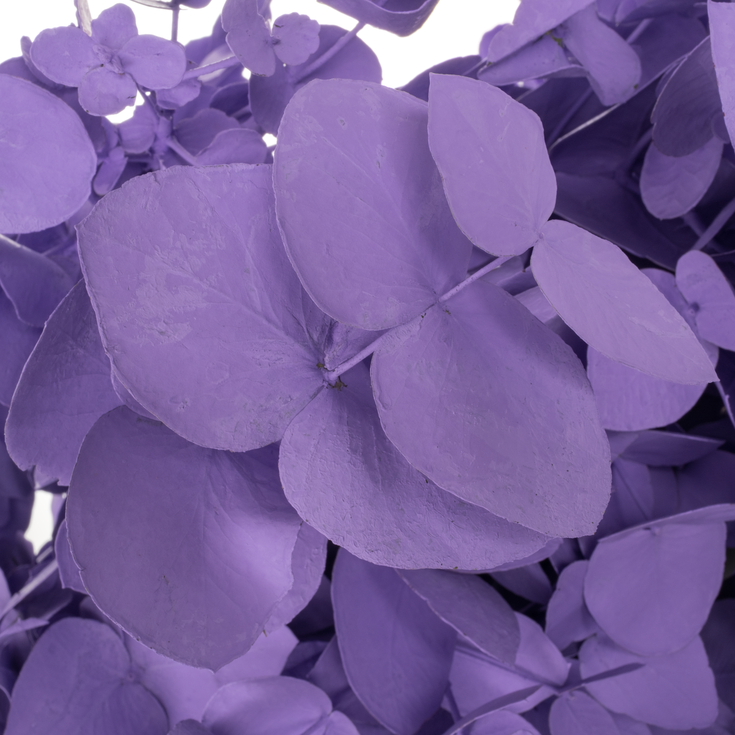 Populus milka gefärbt Cinerea 200 Gramm 65cm
