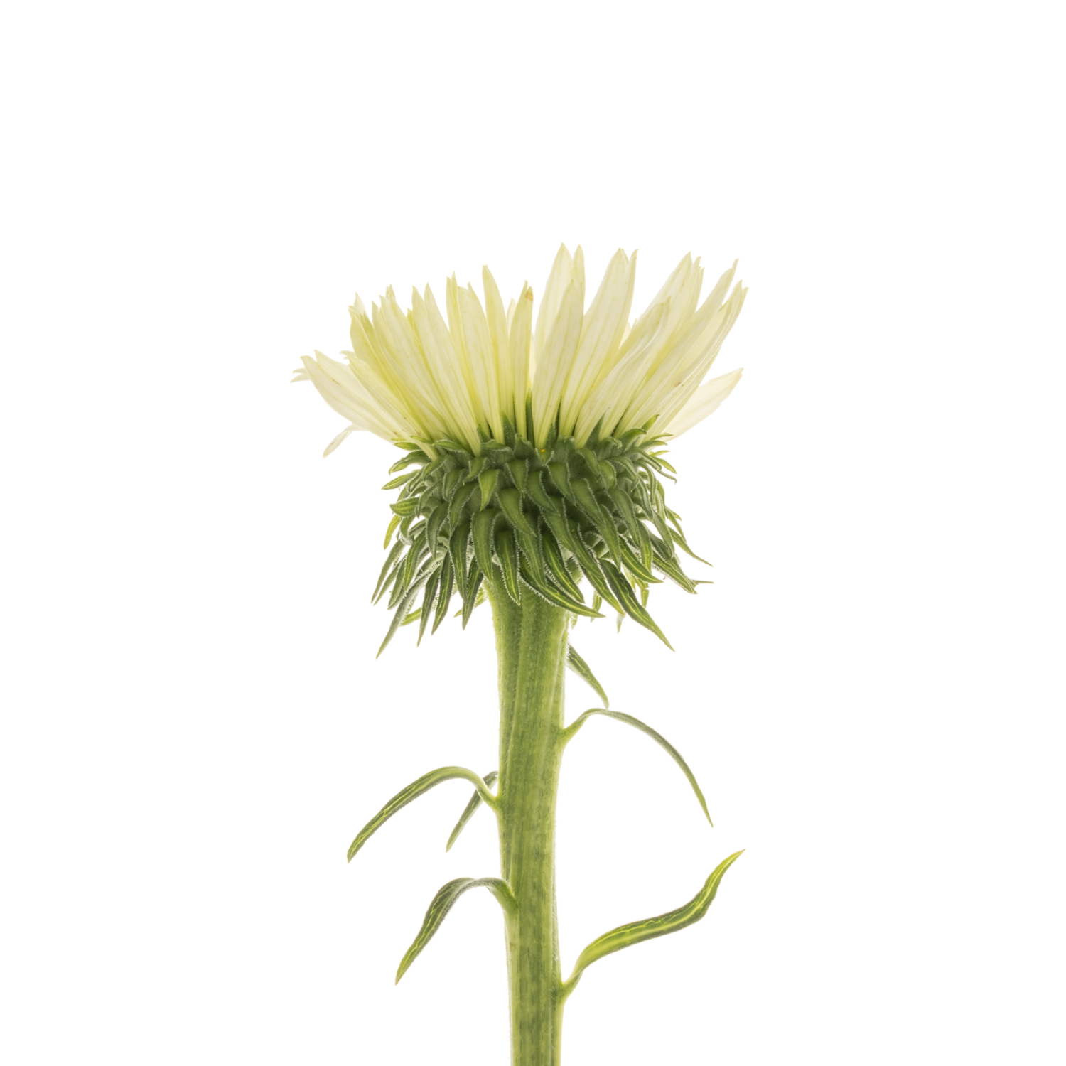 Rudbeckia creme Virgin 60cm
