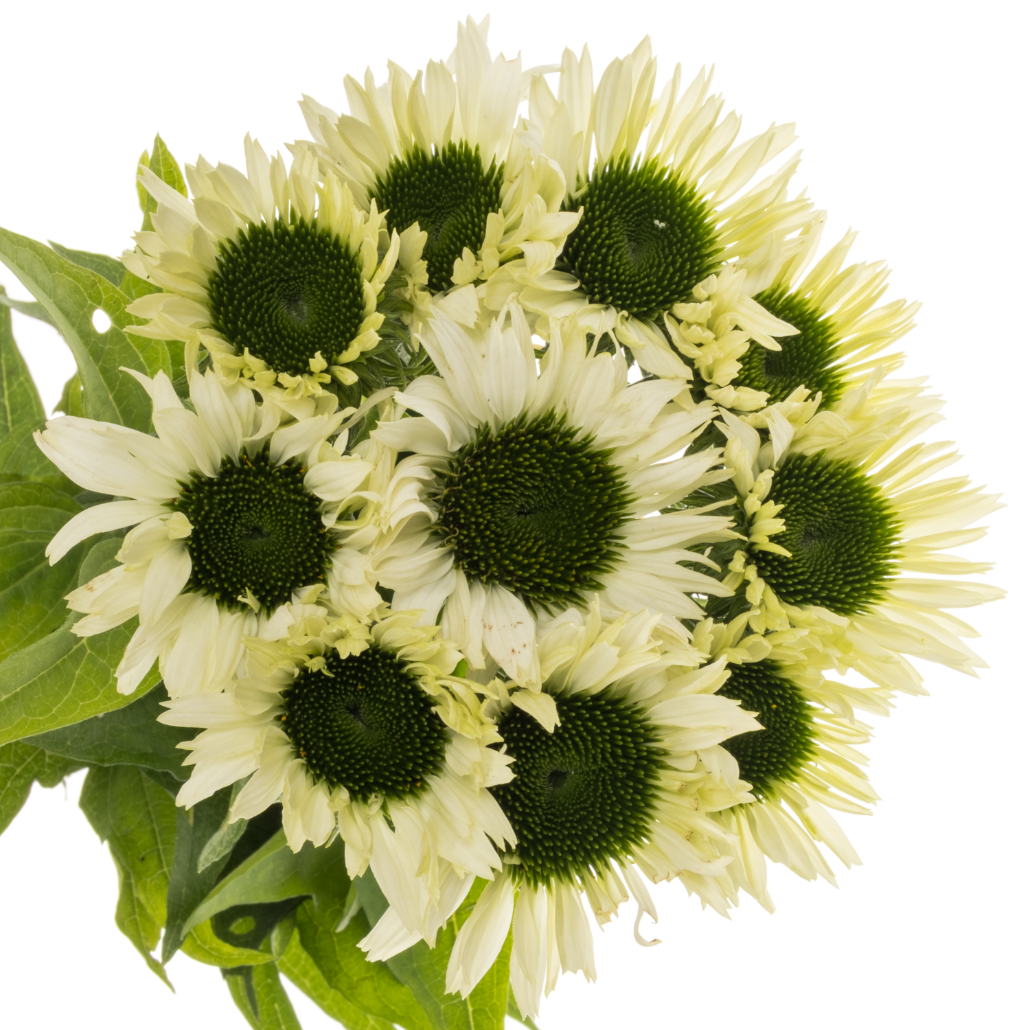 Rudbeckia creme Virgin 60cm