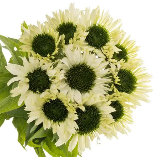 Rudbeckia creme Virgin 60cm