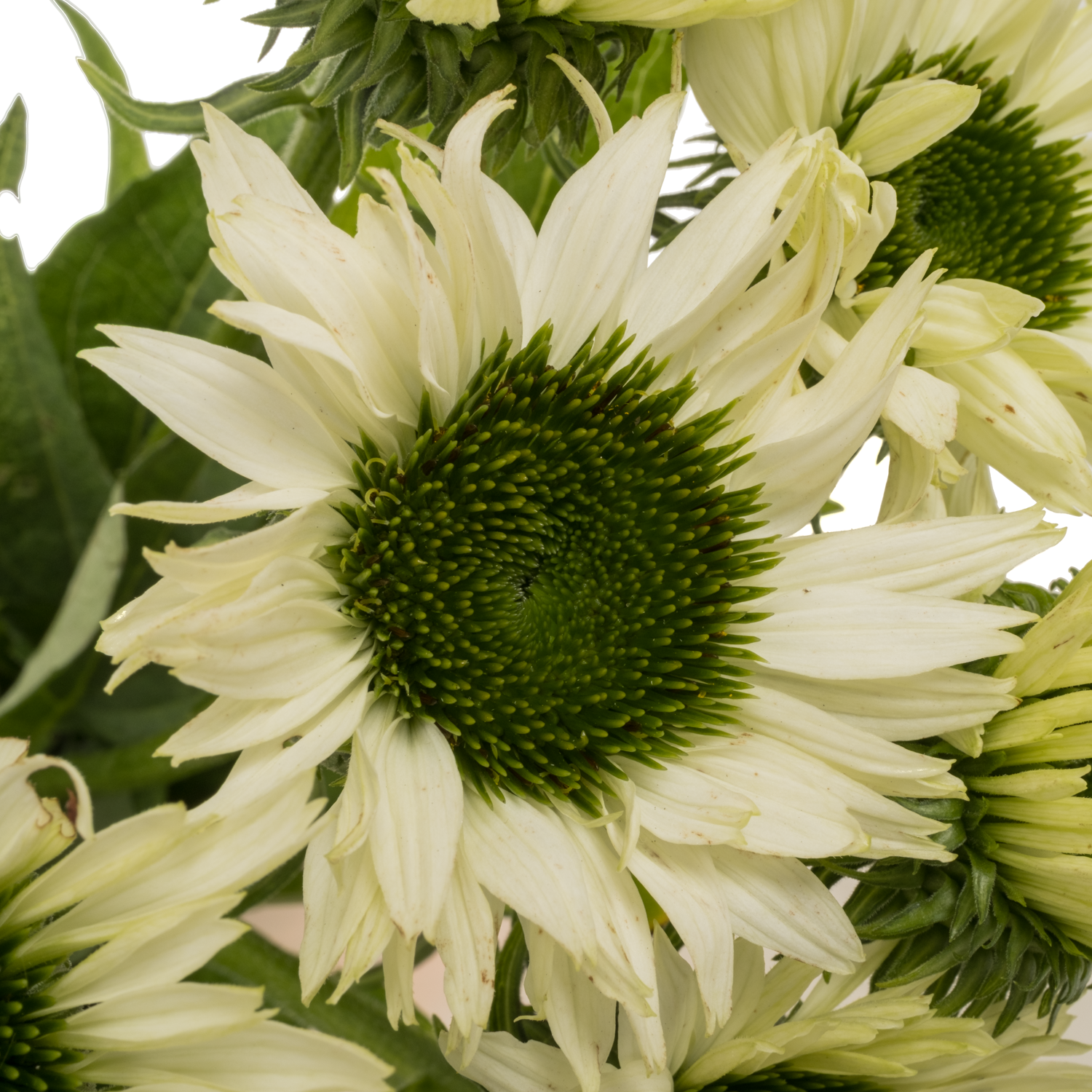 Rudbeckia creme Virgin 60cm