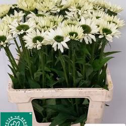 Rudbeccia creme Virgin 60cm