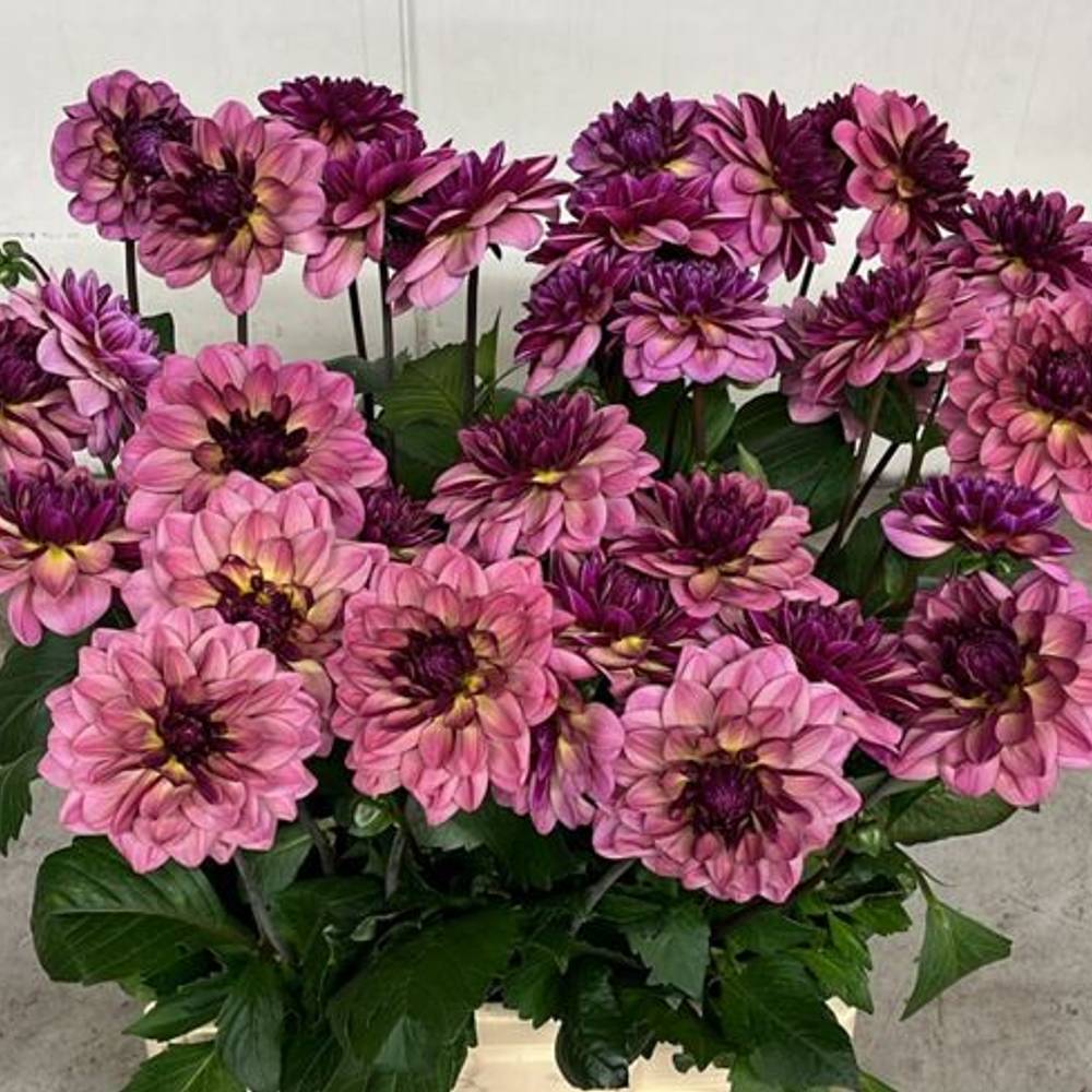 Dahlia rosa / lila Skyfall 55cm