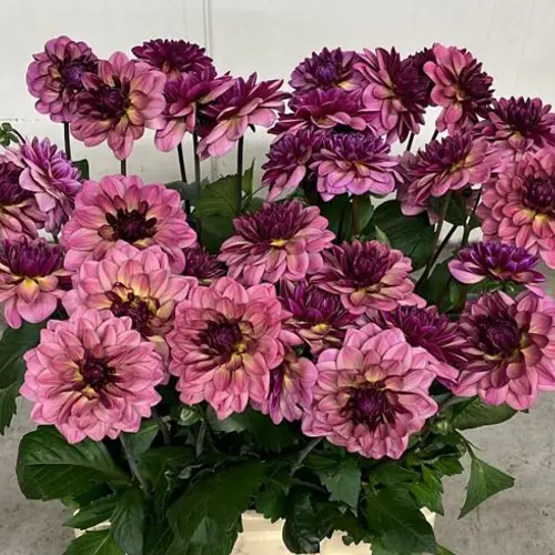 Dahlia rosa / lila Skyfall 55cm