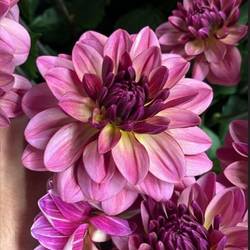 Dahlia rosa / lila Skyfall 55cm